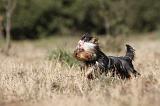 YORKSHIRE TERRIER 238